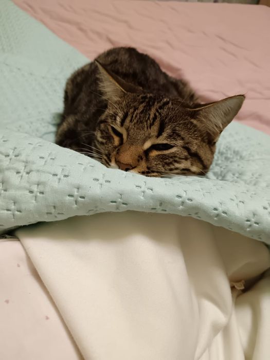 Кошка кошка кошка