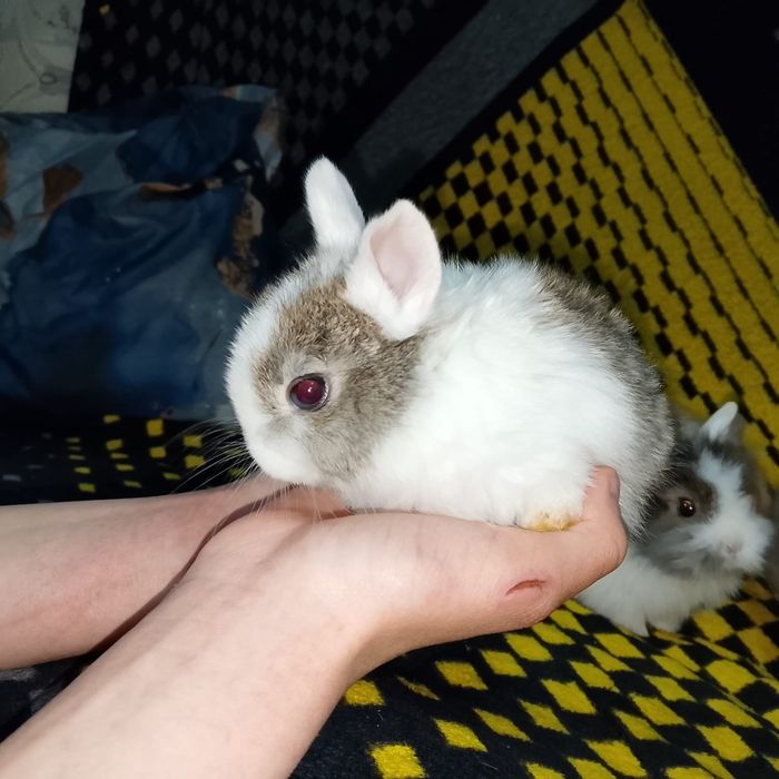 Продажа карликовых крольчат