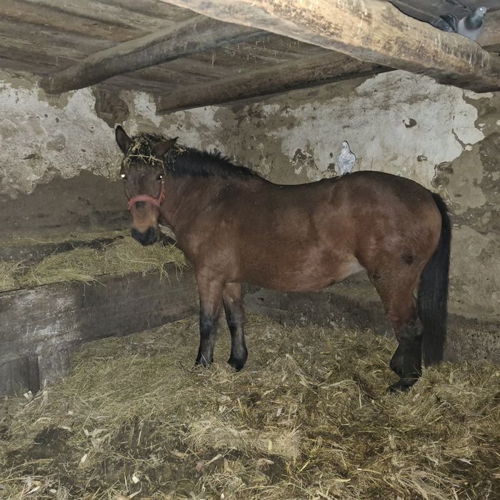 Iapa de vanzare ,Macea Arad