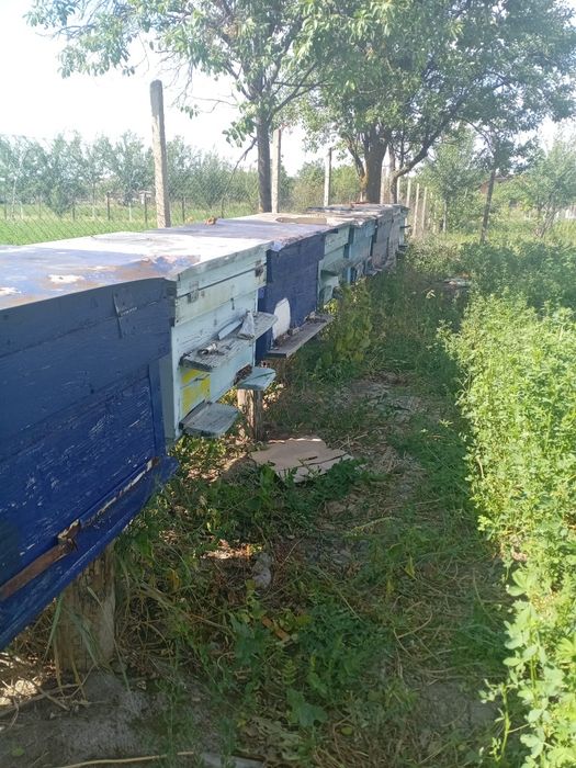 Vind 5 famili de albine cu 100 € bucata