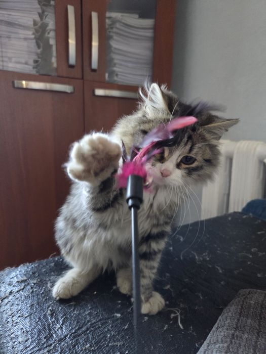 Котик, мальчик! Ласковый пушистик ищет дом! Г.Актобе