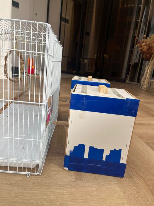 Попугаи неразлучники