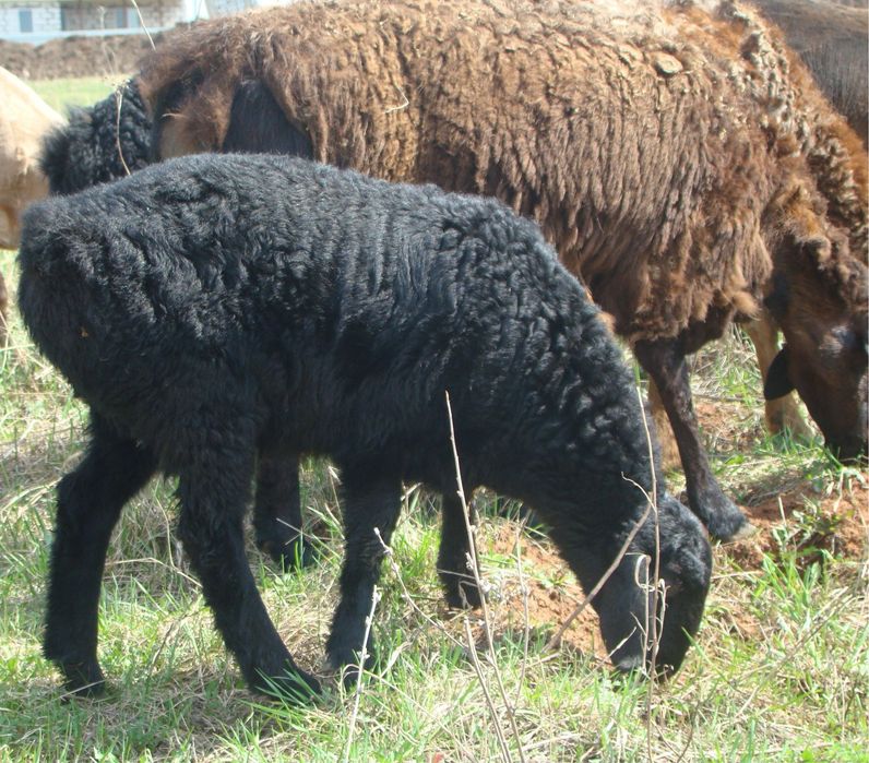 Продам овцематок  Едильбайских с ягнятами