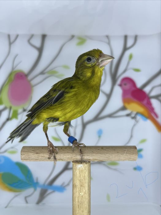 Canari rasa spaniola
