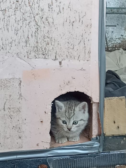 Подарю котят в добрые руки