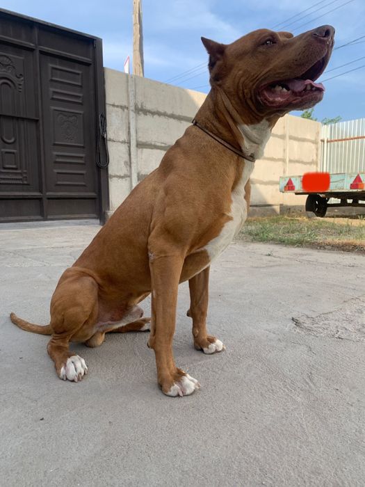 Питбуль (кубинец) вязка