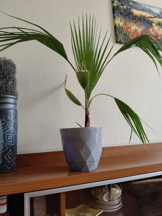 Пальма Вашингтония нитчатая