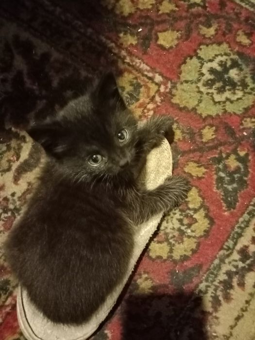 Отдам котенка,1 месяц