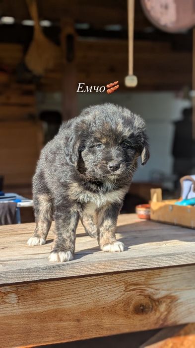 Подаряваме кученца