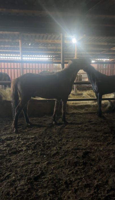 Айгырлар мощные 4 жасар