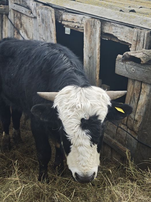 Бык  возраст год и 3 месяца