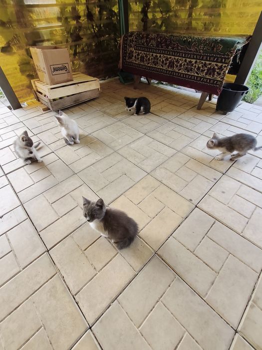 Крысыловы котята полудикие.