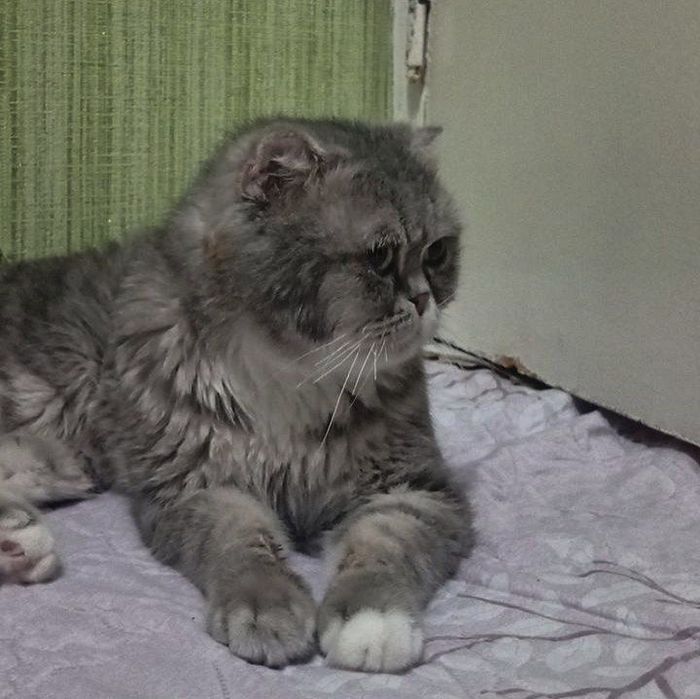 vyazkaga 200 ming so'm  zoti fold