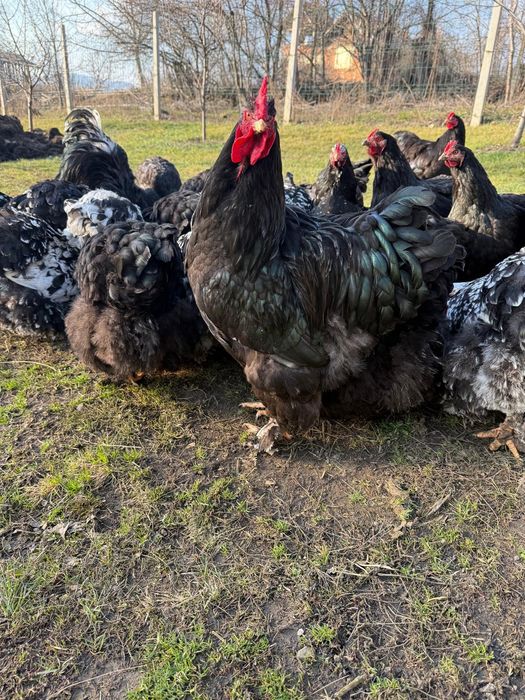Vând ouă de Cochinchina uriaș bobat
