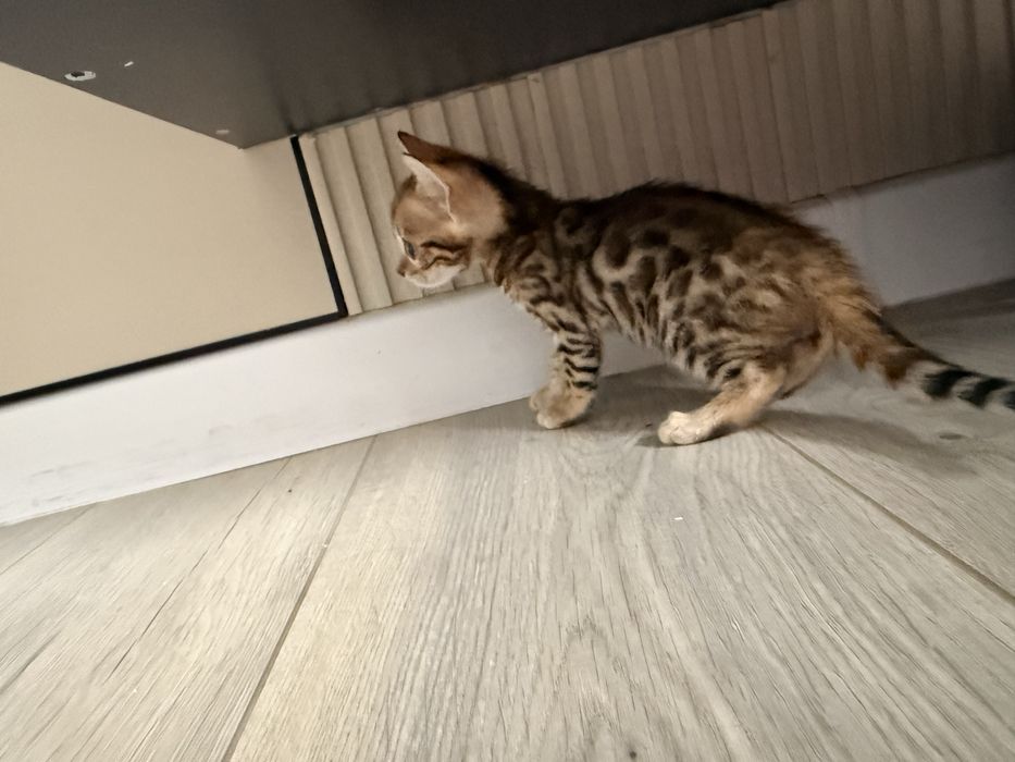 Бенгал кошка с котенком(мальчик)