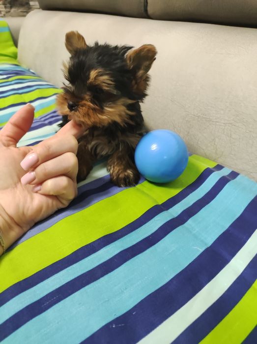 Йоркширски териер