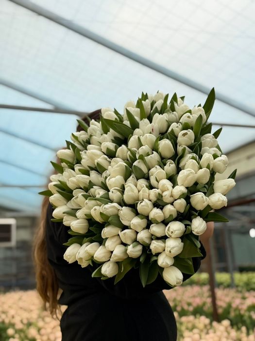 Тюльпаны тепличные