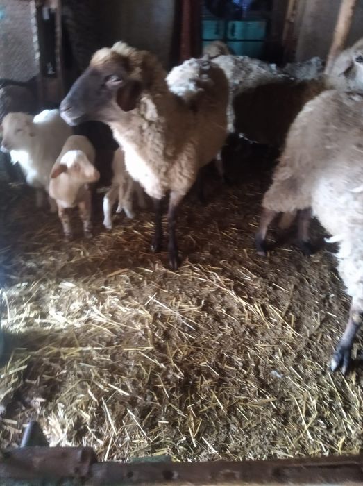 Vând 4 oi fătate