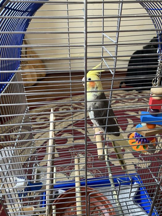 попугай,корелла клетка в подарок