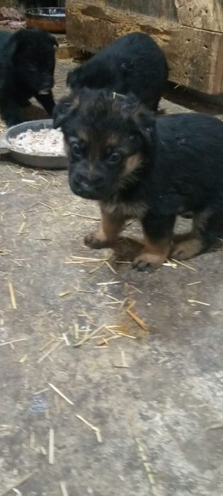 Щенки немецкой овчарки