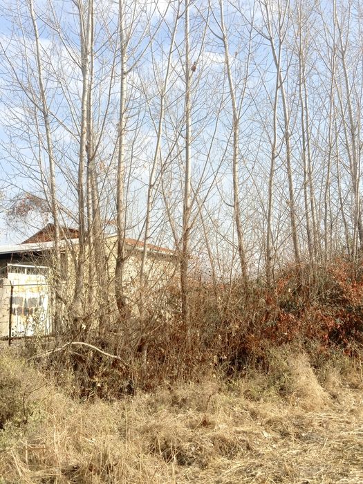 Kuk va kalifornia teraklar bor. Bolorlikga tayyor holda