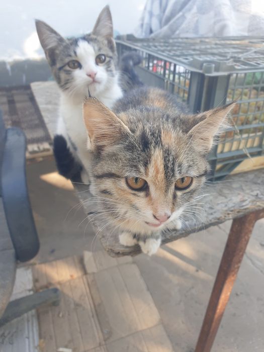 Мысык, кошка, Али кишкентай