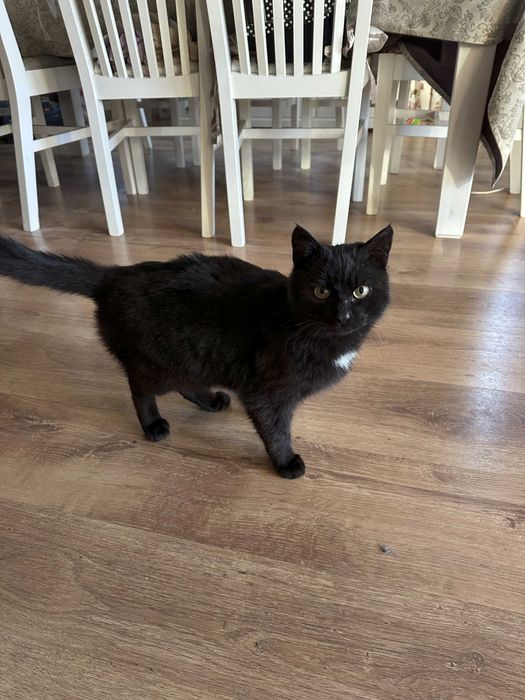 Отдам кота в хорошие руки