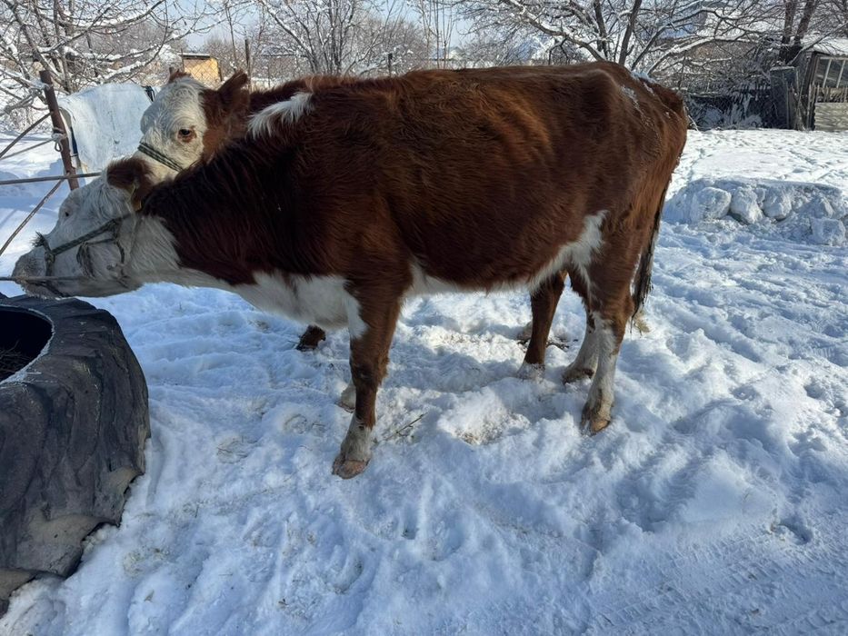 Продам коров белоголовые