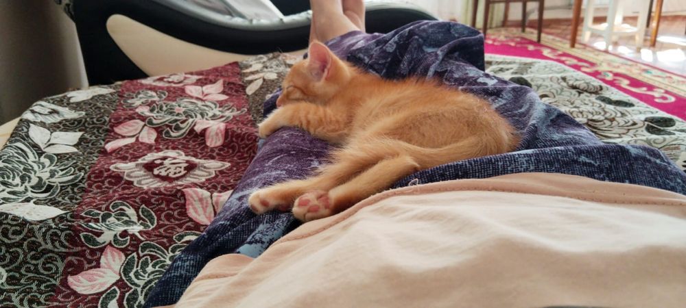 Отдам котенка в хорошие руки