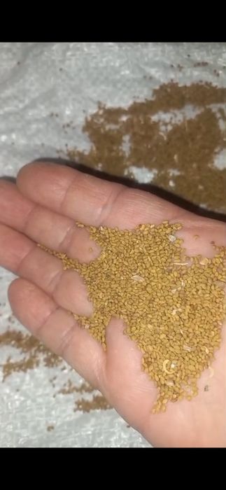 Семена клевера и экспорцета