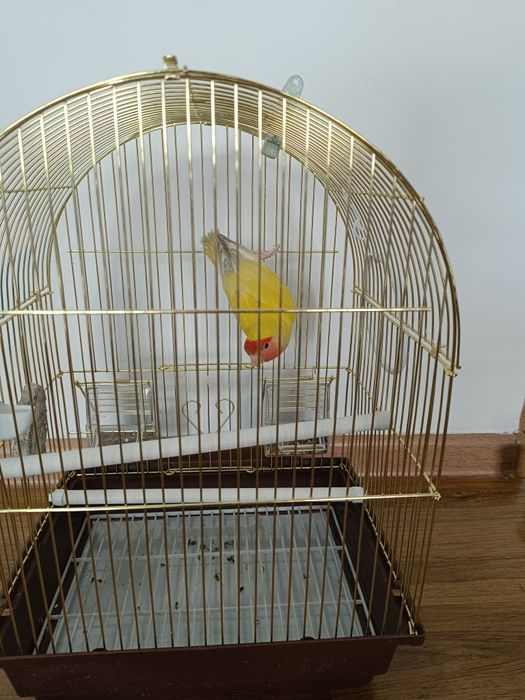 Продаю попугай,девочка