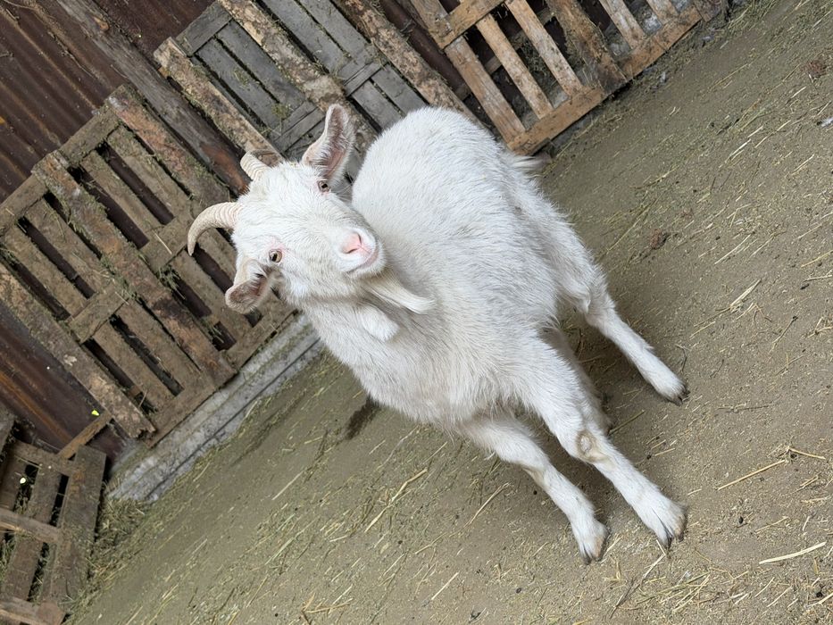 Продам коз молодые