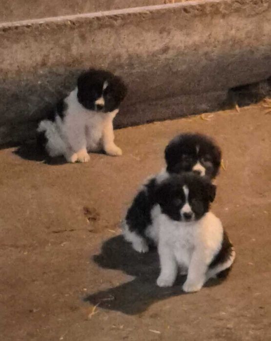 каракачанска овчарка кученца