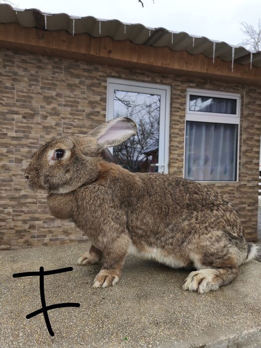 Iepuri uriaș german