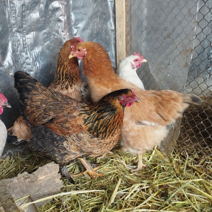 Продам куры домашние