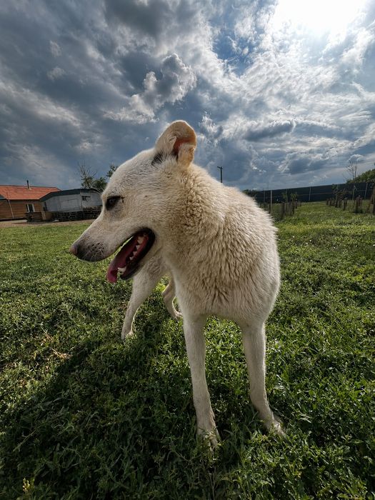 Собака кобель бесплатно