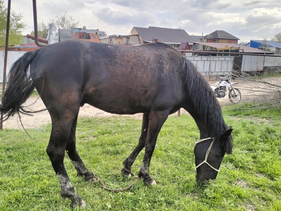 Қара пішпе  дөнен сатылады!