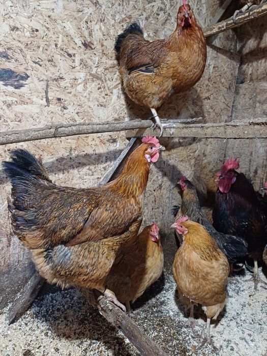 Продам цыплят Кучинская Юбилейнач