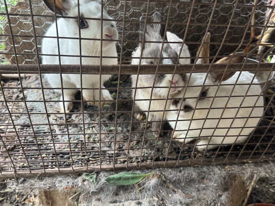 декоративные кролики