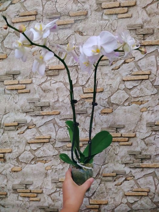 Phalaenopsis Amabilis