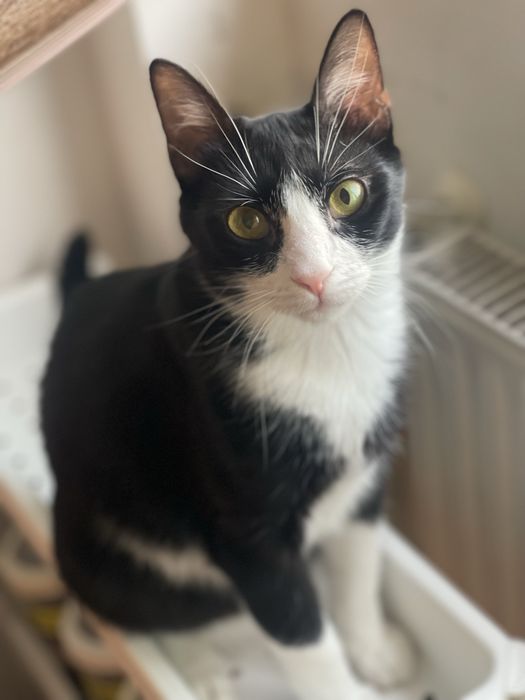 Adoptie pisica/motan 2 ani