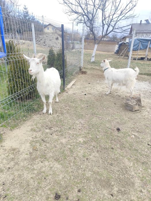 Capră sannen de lapte