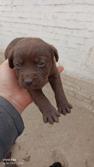 Лабрадор-ретривер