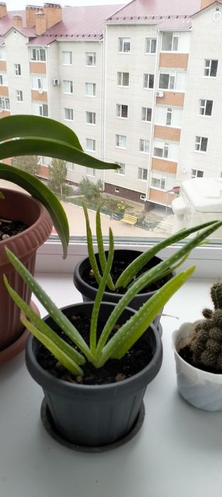 Продам Алое лекарственное
