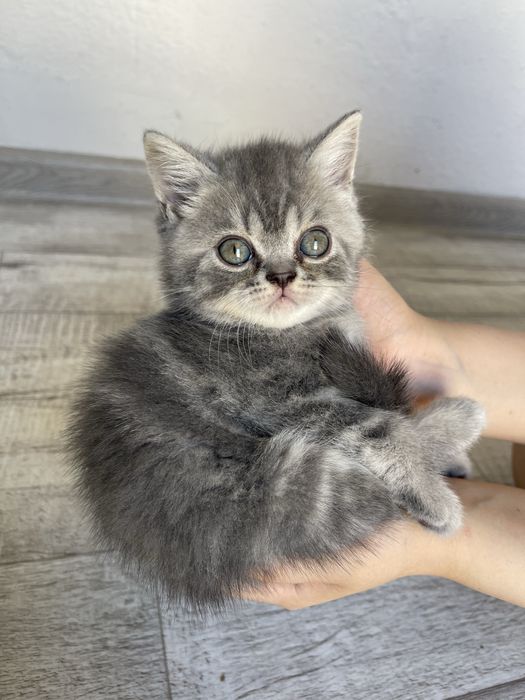 Продается пародистые котята