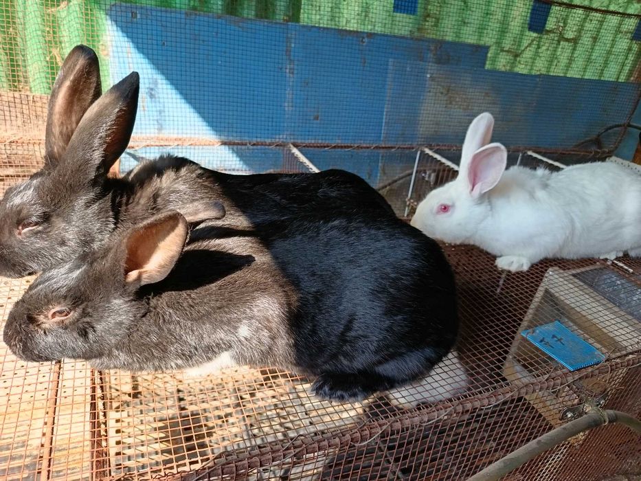 Iepuri cadou de paste,dar și pentru masa de Paști!!