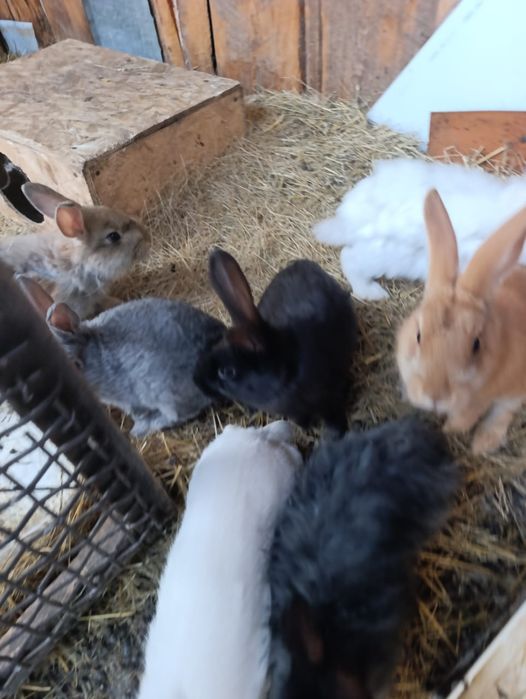 Продаются четырёхмесячные кролики