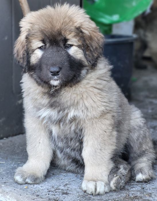 Femela ciobanesc caucazian