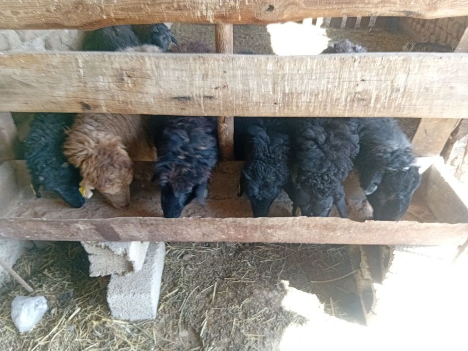 Қошқарлар  бар  хабарласыңыздар