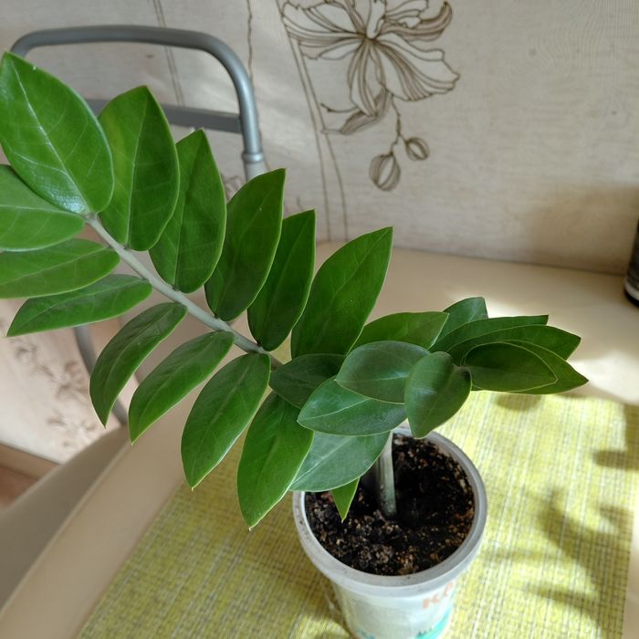 Комнатные цветы замиоскулькас